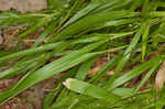 Openflower rosette grass